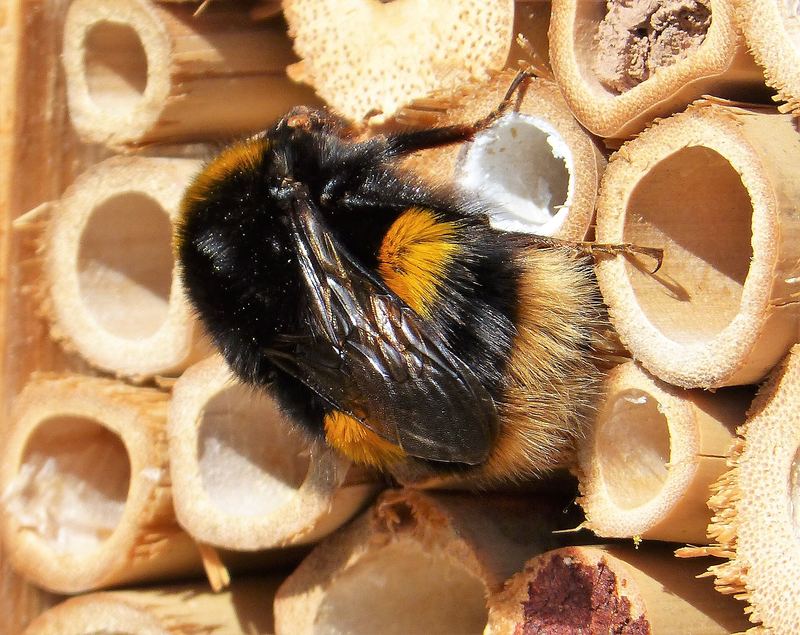 Bourdon terrestre posé sur un hôtel à insectes