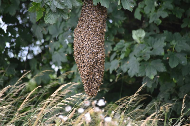 Essaim en grappe dans un buisson, au-dessus de hautes herbes