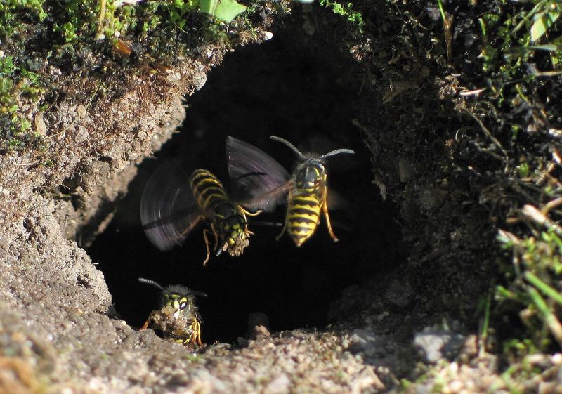 Guêpes entrant dans un nid creusé dans le sol